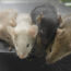 Male Mice Eggs