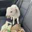 A lamb was found in a car on the M74 motorway