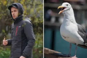Sunderland man, 40, captured seagull and masturbated over it as he watched porn in ‘bizarre’ offence