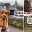 'Dogs at polling stations' is now trending on Twitter