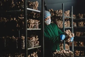 Mushroom firm grows as demand for exotic varieties surges