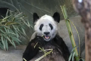 Memphis Zoo bids farewell to panda ahead of return to China