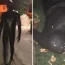 'Somerset Gimp' re-arrested after prowling villages and terrifying local residents in latex suit
