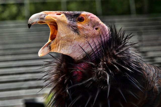 16733ffc79c44f1ab93e61995d0b02ae California Condor