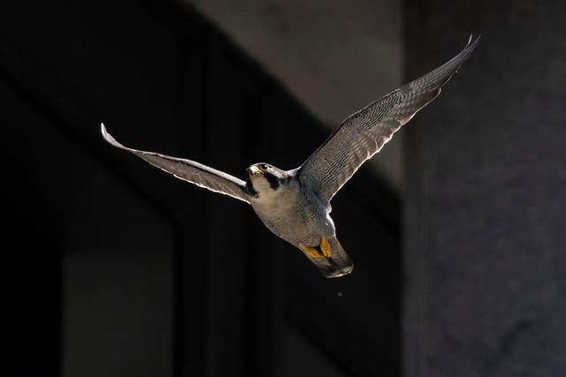 1de88c89460c494ba4e2da4b51a65ea0 A peregrine falcon takes off from a ledge at 100 S Wacker Drive in the Loop in Chicago
