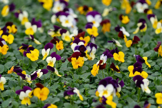 2-66142199 Tesco go peat-free on bedding plants