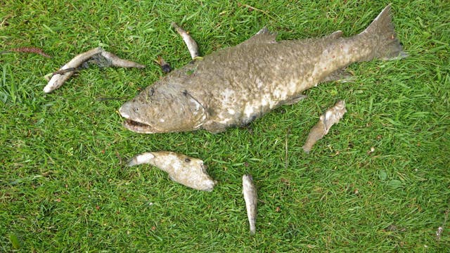 Anglian Water fined for dumping raw sewage