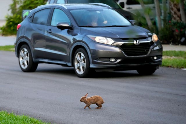 27bcd35de72f4614aed060fd629e0a73 Rabbits on the street