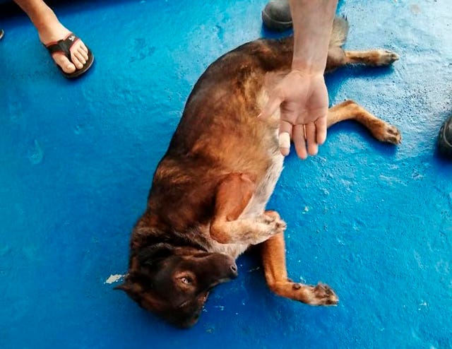 3029905e593c4855b7c3b7781fddee2c Bella rolls on the deck after being rescued
