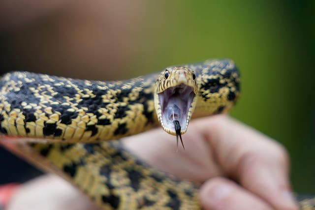 4e4f1b67bacc42b7aa15ca96d81fbe6b A snake hisses