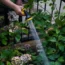 A woman waters her garden with a hosepipe
