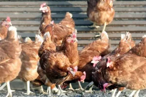 Poultry feed deal set for in-depth probe amid competition concerns