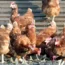 Poultry feed deal