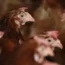 Chickens