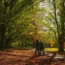 Walkers in a wood
