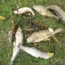 Anglian Water fined for dumping raw sewage