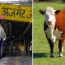 A pensioner was killed in a freak accident when he was struck by a flying cow launched 100ft into the air by an express train.