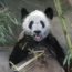 Ya Ya, a giant panda at the Memphis Zoo, eats bamboo