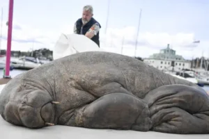Life-size sculpture of euthanised walrus unveiled in Norway