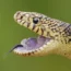 Louisiana pine snake