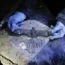 Dead bat