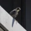A peregrine falcon looks down from a ledge at 100 S Wacker Drive in the Loop in Chicago