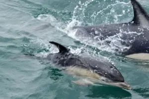 UN members adopt first treaty to protect marine life in the high seas