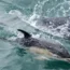 United Nations High Seas Treaty