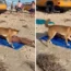 A dingo was caught biting a woman sunbathing on the beach