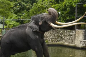 Temple elephant in Sri Lanka to return to Thailand after neglect allegations