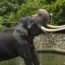 Sri Lanka Thai Elephant