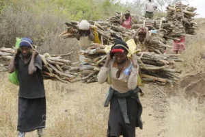 Environmentalists concerned as Kenya lifts six-year logging ban to create jobs