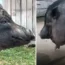 Portia was rescued from the Manchester flat and taken to Whitegate Animal Sanctuary in Wirral, Merseyside