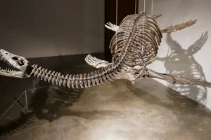 Fossilised skeletons of aerial and aquatic predators to go under the hammer