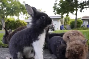 Rabbit invasion catches Florida suburb on the hop