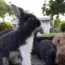 Rabbits eating food