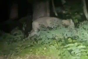 ‘Lioness’ on the loose in Berlin as residents of German capital told to stay indoors