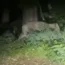 A lioness is on the loose in Germany