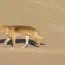 A dingo walks on a beach on K’gari on Monday
