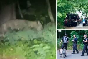 ‘Stay out of the woods’: Snipers, trackers and night vision drones deployed as lion remains on the loose near Berlin