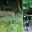 No we haven't got your lion: German police on the lookout for the mystery beast