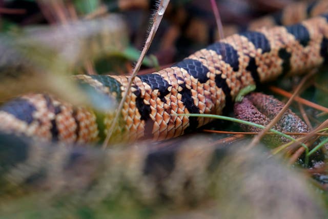 ff4303183dcb490ca1b3e9985dc0c41a Snake Release