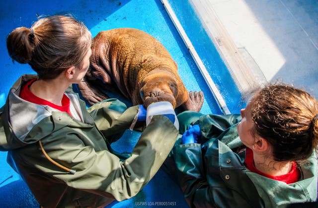 0bfc15a3662046abb664dcc860cebff5 Alaska Rescued Walrus Calf
