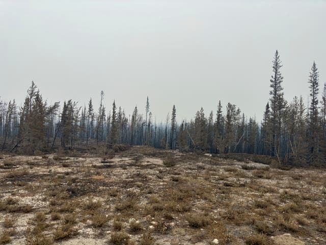 0d6f5a9e19514060bbb08158659de4b9 Burnt out landscape