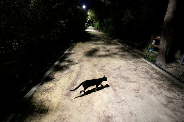 12f74a02af194c39bbf1862127fbb736 A cat in the main linear park in the capital Nicosia, Cyprus