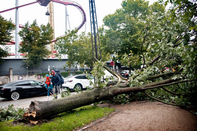 533fb087a9ab431c9255e34c6eb52e15 Fallen tree