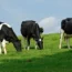 Herd of dairy cattle cows