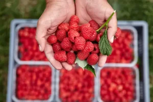 ‘Bumper’ raspberry season arrives after June heat delayed ripening