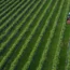 A tractor works amongst blueberry bushes in Kent