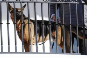Joe Biden’s dog ‘bit Secret Service officers 10 times in four months’